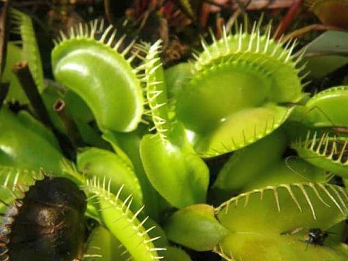 Dionaea muscipula Olive Green venus fly trap seeds