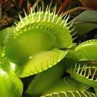 Dionaea muscipula Olive Green Venusfliegenfalle Samen