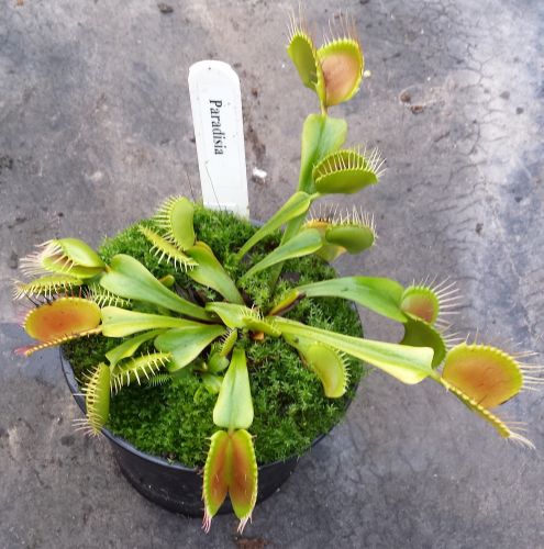 Dionaea muscipula Paradisia Venus fly trap Paradisia seeds
