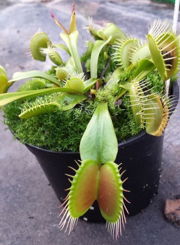 Dionaea muscipula Paradisia Venus fly trap Paradisia seeds