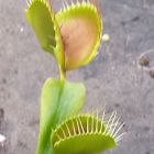 Dionaea muscipula Paradisia Venusfliegenfalle Paradisia Samen