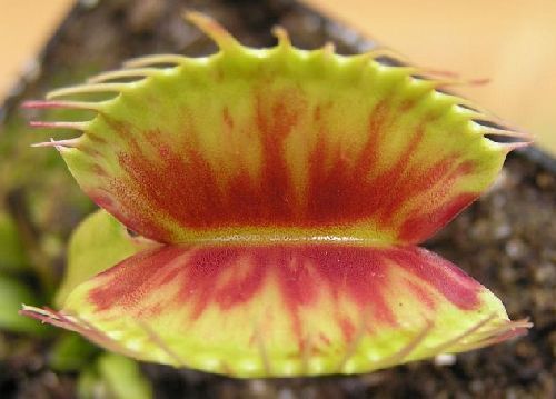 Dionaea muscipula Patches venus fly trap seeds