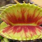 Dionaea muscipula Patches Venusfliegenfalle Samen