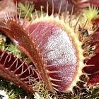 Dionaea muscipula Petite Dragon Venusfliegenfalle Samen