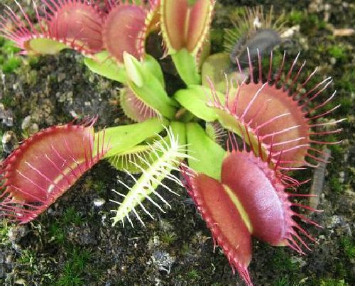 Dionaea muscipula Phalanx venus fly trap seeds