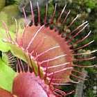 Dionaea muscipula Phalanx  cемян