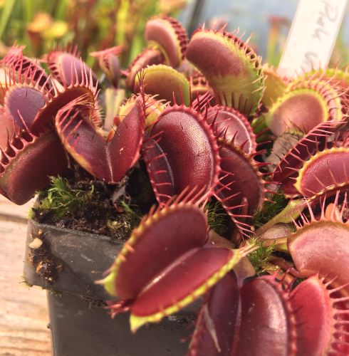 Dionaea muscipula Pink Venus Venus Fly Trap Pink Venus seeds