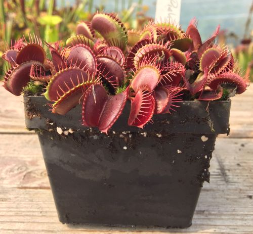 Dionaea muscipula Pink Venus Venus Fly Trap Pink Venus seeds