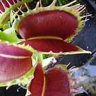 Dionaea muscipula Predator