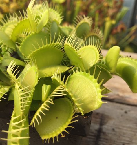 Dionaea muscipula Rabbit Teeth Venus fly trap seeds