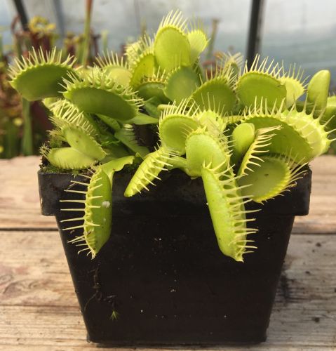 Dionaea muscipula Rabbit Teeth Venus fly trap seeds