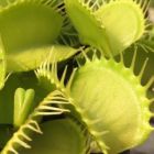 Dionaea muscipula Rabbit Teeth Venusfliegenfalle Samen