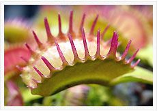 Dionaea muscipula Raptor Venus fly trap seeds
