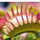 Dionaea muscipula Raptor  semillas