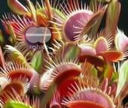 Dionaea muscipula Red Burgundy venus fly trap seeds