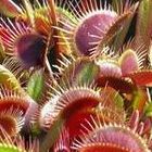 Dionaea muscipula Red Burgundy