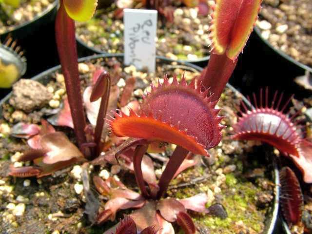 Dionaea muscipula Red Piranha venus fly trap seeds