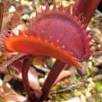 Dionaea muscipula Red Piranha Piante Carnivore semi