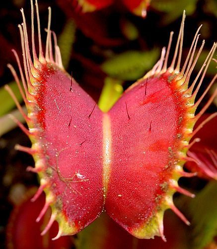 Dionaea muscipula Red Road Oxford venus fly trap seeds