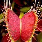 Dionaea muscipula Red Road Oxford Piante Carnivore semi