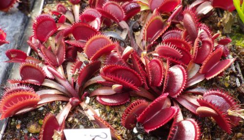 Dionaea muscipula Red Shark Teeth Venus fly trap seeds