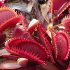 Dionaea muscipula Red Shark Teeth