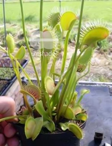 Dionaea muscipula Redline venus fly trap seeds