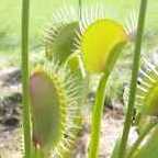 Dionaea muscipula Redline Venusfliegenfalle Samen