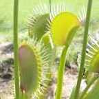 Dionaea muscipula Redline dionea atrapamoscas?o?Venus atrapamoscas semillas