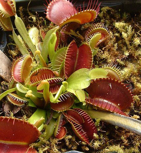 Dionaea muscipula Rouge Sombre venus fly trap seeds
