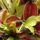 Dionaea muscipula Rouge Sombre dionea atrapamoscas?o?Venus atrapamoscas semillas