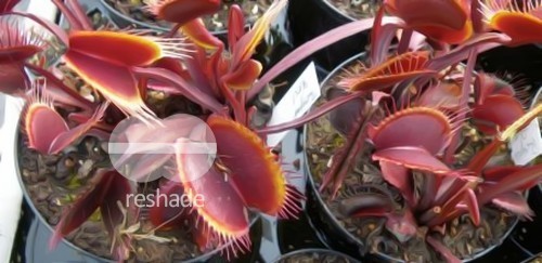 Dionaea muscipula Royal Red venus fly trap seeds