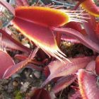 Dionaea muscipula Royal Red Piante Carnivore semi