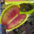 Dionaea muscipula SL15