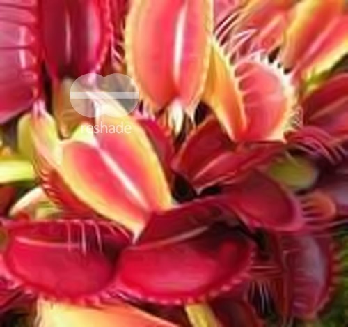 Dionaea muscipula SL 18 Red Shark Teeth venus fly trap seeds