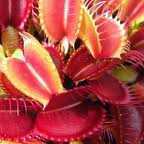 Dionaea muscipula SL 18 Red Shark Teeth Venusfliegenfalle Samen