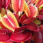 Dionaea muscipula SL 18 Red Shark Teeth Venusfliegenfalle Samen