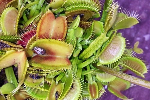 Dionaea muscipula Schuppenstiel venus fly trap seeds