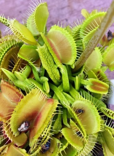 Dionaea muscipula Schuppenstiel venus fly trap seeds