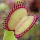 Dionaea muscipula Seiter Klon rote Linie aussen