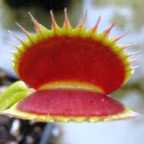 Dionaea muscipula Shark Teeth dionea atrapamoscas?o?Venus atrapamoscas semillas