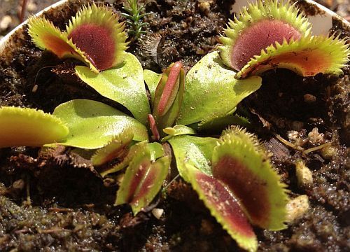 Dionaea muscipula Short Teeth venus fly trap seeds