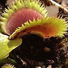 Dionaea muscipula Short Teeth Venusfliegenfalle Samen