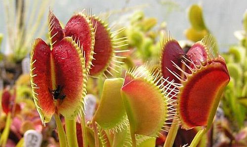 Dionaea muscipula Spider venus fly trap seeds