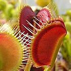 Dionaea muscipula Spider