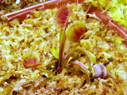 Dionaea muscipula Spotty venus fly trap seeds