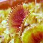 Dionaea muscipula Spotty  semillas