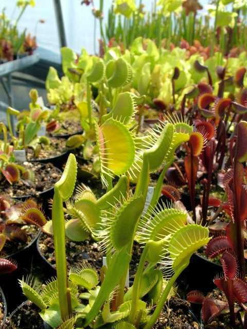 Dionaea muscipula Switzerland Giant venus fly trap seeds