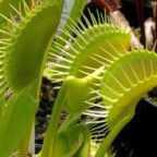 Dionaea muscipula Switzerland Giant la dion?e - plante carnivore graines