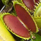 Dionaea muscipula Tiger Fangs Venusfliegenfalle Samen